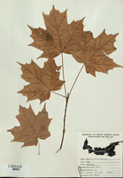 Acer saccharum