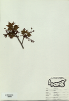 Acer rubrum
