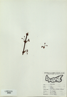 Acer rubrum