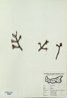 Acer rubrum