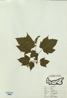 Acer spicatum