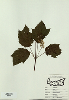 Acer spicatum