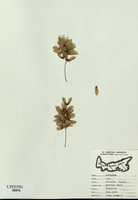 Acer spicatum
