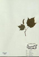 Acer spicatum