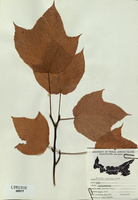 Acer pensylvanicum