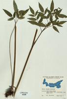 Cicuta maculata