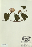 Convolvulvus sepium