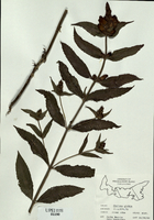 Chelone glabra