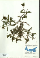 Bidens cernua