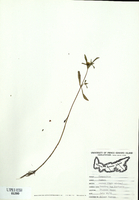 Bidens cernua