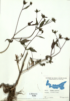 Bidens frondosa
