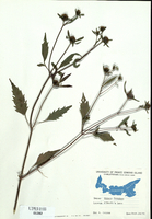 Bidens frondosa