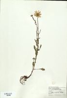 Chrysanthemum leucanthemum