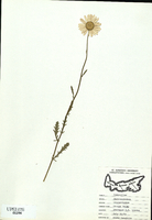 Chrysanthemum leucanthemum