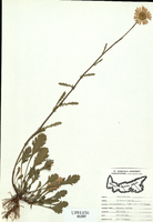 Chrysanthemum leucanthemum