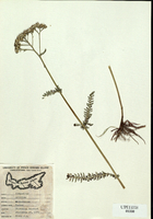 Achillea millefolium