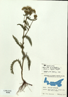 Achillea millefolium