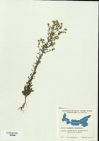Conyza canadensis