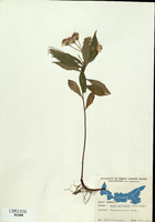 Aster acuminatus