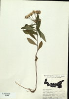 Aster acuminatus
