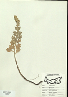 Artemesia stellarina