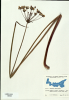 Butomaceae umbellatus