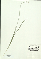 Carex deweyana