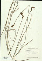 Carex scoparia