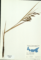 Carex paleacea