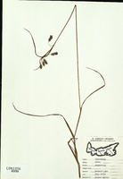 Carex paupercula
