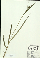 Carex scabrata