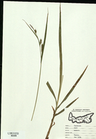 Carex scabrata