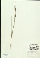 Carex houghtoniana