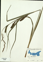 Carex lacustris