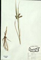 Carex pseudocyperus