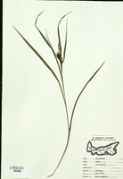 Carex intumescens