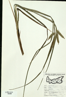 Carex rostrata
