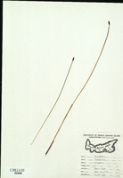 Eleocharis halophila