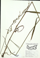 Cinna latifolia