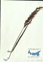 Calamagrostis canadensis