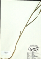 Bromus inermis