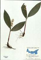 Convallaria majalis