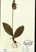 Cypripedium acaule
