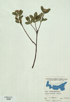 Aronia arbutifolia