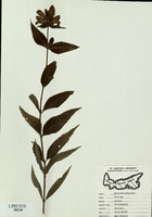 Chelone glabra