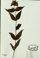 Chelone glabra