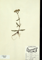Achillea millefolium