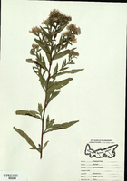 Aster novi-belgii