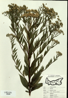 Aster umbellatus
