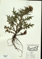 Cirsium vulgare